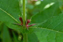 Triosteum perfoliatum Arkansas.jpg