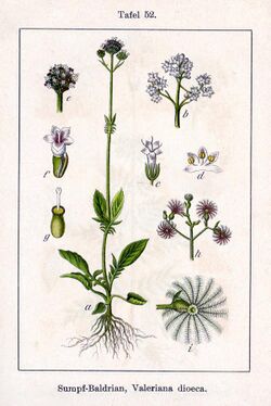 Valeriana dioica Sturm52.jpg