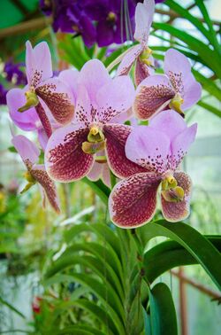 Waling waling orchid.jpg