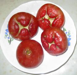 Wax apple (Syzygium samarangense).jpg