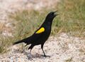 Yellow-shouldered Blackbird 7 Mike Morel.jpg
