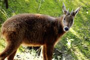 Brown bovid