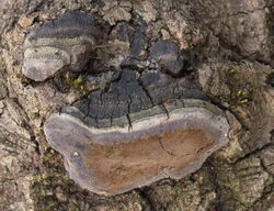 2007-03-04 Phellinus tremulae 1.jpg