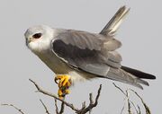 2011-black-winged-kite.jpg