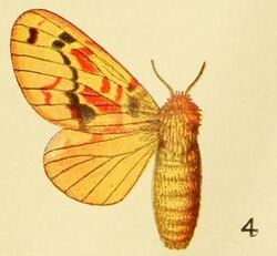 4-Chrysopsyche lamani Aurivillius, 1906.jpg