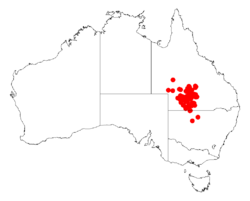 Acacia petraeaDistMap686.png