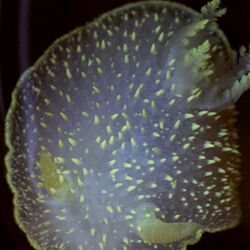 Acanthodoris hudsoni.jpg