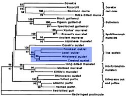 Aethia taxonomy.jpg