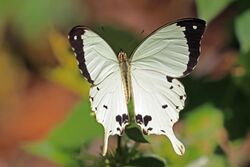 African swallowtail (Papilio dardanus antinorii ) male.jpg