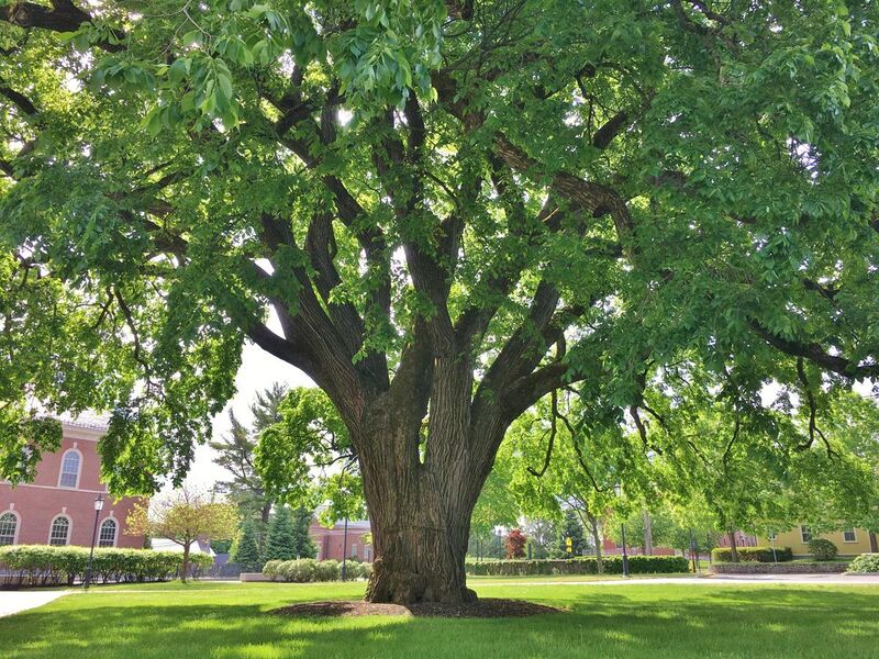 File:American Elm at Phillips Academy, Andover, MA - May 2020.jpg