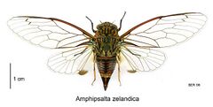 Amphipsalta zelandica dorsal.jpg