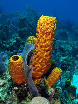 Sponge on the sea floor