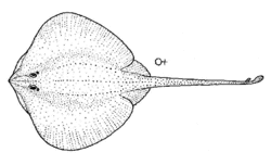 Arhynchobatis asperrimus (Longtail skate).gif