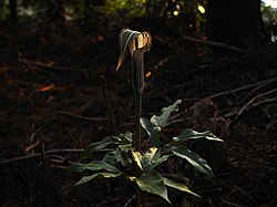 Arisaema serratum in the forest マムシグサ森林の中で - panoramio (1).jpg