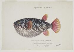 Arothron gillbanksii by Frank Edward Clarke.jpg