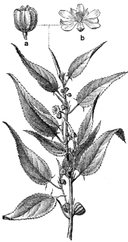 Beklädnadsväxter, Corchorus capsularis, Nordisk familjebok.png