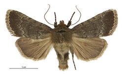Bityla sericea (male).jpg