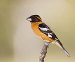 Black-headed Grosbeak (7177972800).jpg