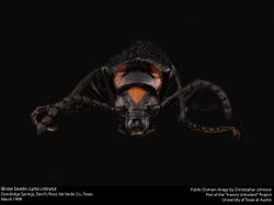 Blister beetle (Lytta cribrata) (23040174064).jpg