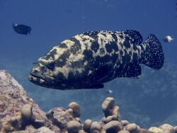 Brown marbled grouper (Epinephelus fuscoguttatus) Lakshadweep.jpg