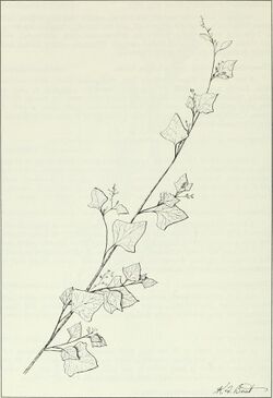 Budd's flora of the Canadian Prairie Provinces (1987) (20232160418).jpg