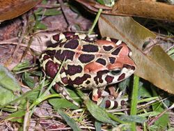 Bufo pantherinus.jpg