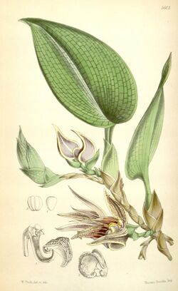 Bulbophyllum reticulatum (spelled Bolbophyllum reticulatum) - Curtis' 92 (Ser. 3 no. 22) pl. 5605 (1866).jpg