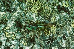 CSIRO ScienceImage 2905 Alpine Thermocolour Grasshopper.jpg