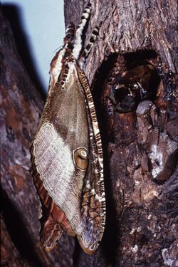 CSIRO ScienceImage 4789 The moth Zelotypia stacyi.jpg