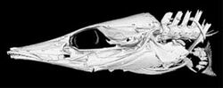CT scan of head of Mastacembelus platysoma - 177-734-1-PB-bottom-right.jpeg