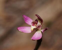 Caladenia pusilla.jpg