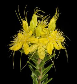 Calytrix aurea - Flickr - Kevin Thiele (1).jpg