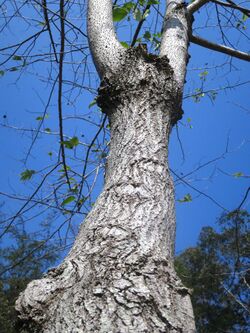 Camptotheca acuminata HK.jpg