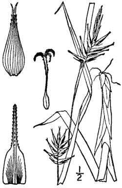 Carex folliculata BB-1913.png