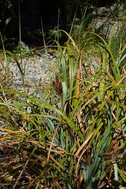 Carex trifida kz01.jpg