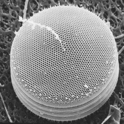 Centric diatom (38258532722).jpg