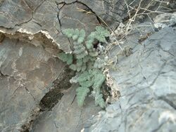 Grayish-green fern frond covered in light-colored hair springing from a rock crevice