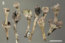Cladonia albonigra (10.3897-mycokeys.11.6670) Figure 5.jpg