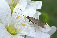 Coleophora lutarea (26615746593).jpg