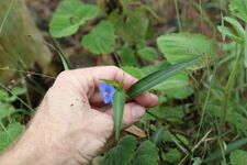 Commelina lanceolata 170410946.jpg