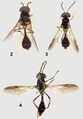Comparison of Parastratiosphecomyia species - ZooKeys-238-001-g002.jpeg