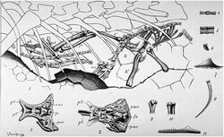 Compsognathus by Nopcsa, 1903.jpg