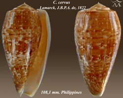 Conus cervus 1.jpg