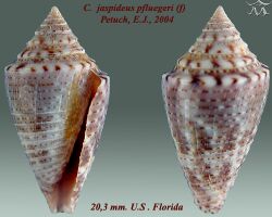 Conus jaspideus pfluegeri 1.jpg