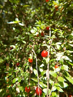 Coprosma quadrifida fruit.jpg