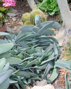 Crassula perfoliata, Allan Gardens.jpg