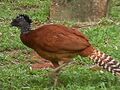 Crax rubra (Great Curassow) - female.jpg