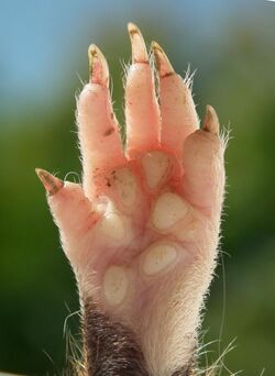 Cricetus cricetus hind paw.jpg