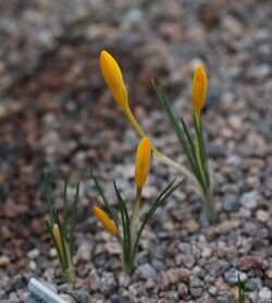 Crocus sieheanus GotBot 2015.JPG