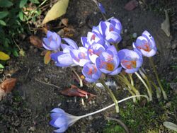 Crocus speciosus clump2.jpg